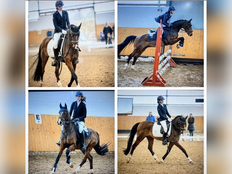 Deutsches Reitpony Wallach 12 Jahre 146 cm Brauner in Olfen