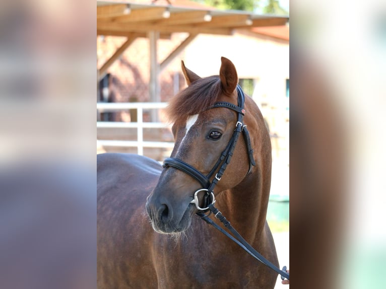 Deutsches Reitpony Wallach 12 Jahre 146 cm Dunkelfuchs in Glandorf