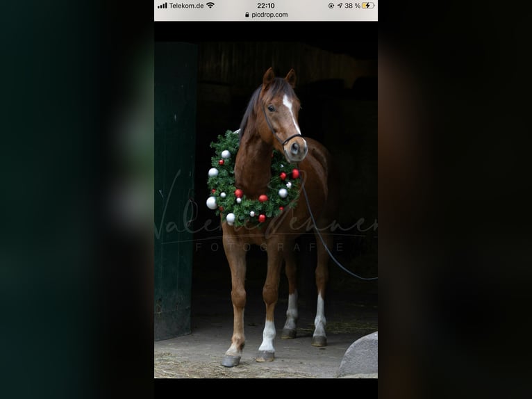 Deutsches Reitpony Wallach 12 Jahre 146 cm Fuchs in Uetersen