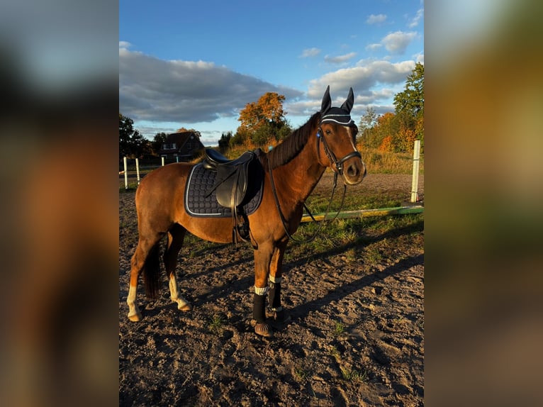 Deutsches Reitpony Wallach 12 Jahre 146 cm Fuchs in Uetersen