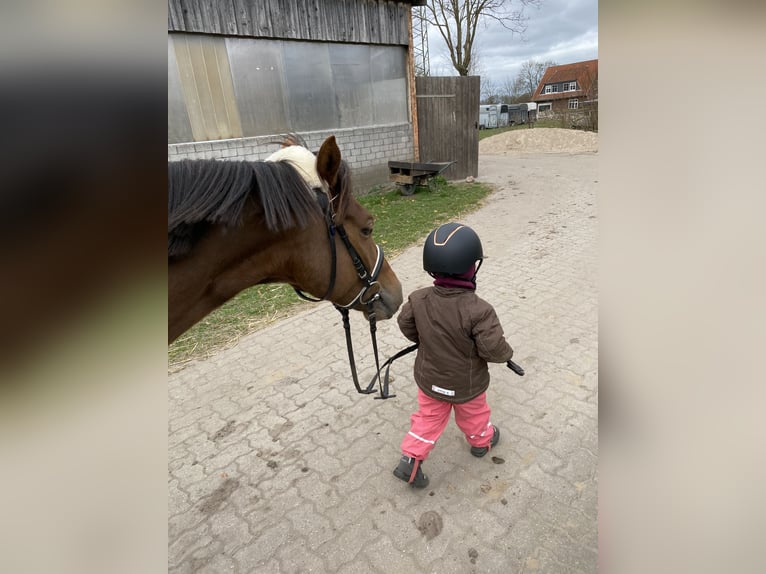 Deutsches Reitpony Wallach 12 Jahre 146 cm Fuchs in Uetersen
