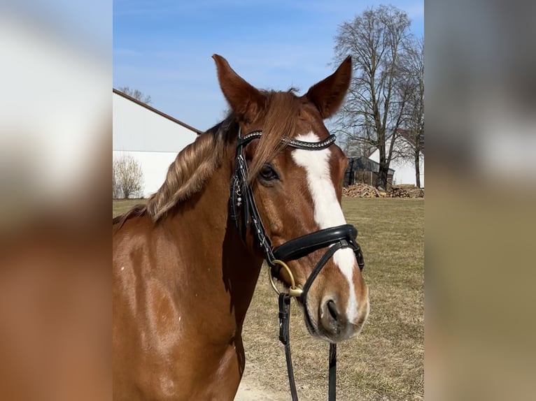 Deutsches Reitpony Wallach 12 Jahre 146 cm Fuchs in Vierkirchen