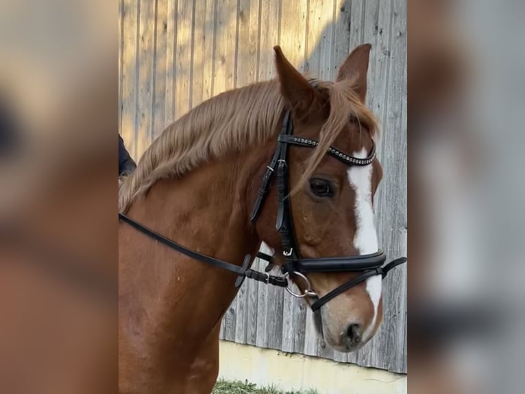 Deutsches Reitpony Wallach 12 Jahre 146 cm Fuchs in Vierkirchen