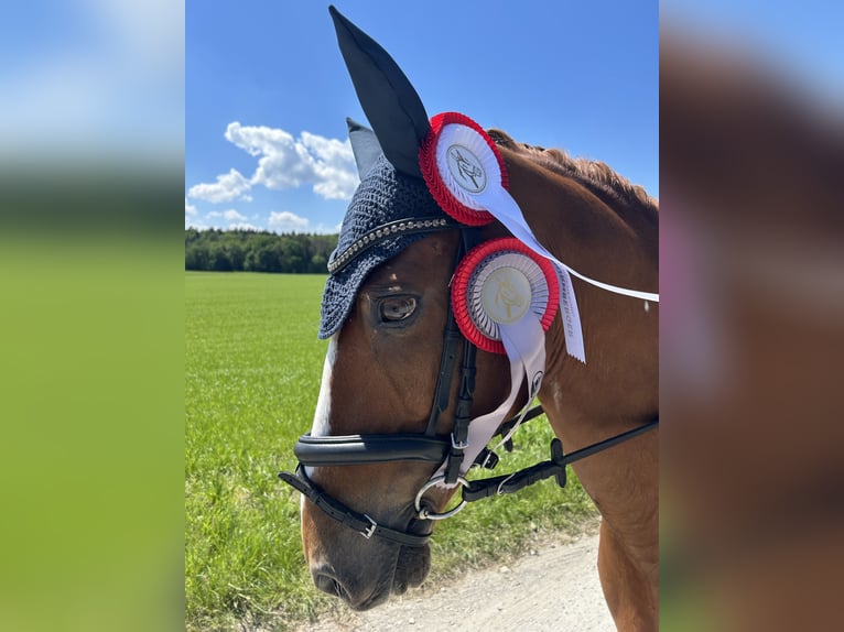 Deutsches Reitpony Wallach 12 Jahre 146 cm Fuchs in Vierkirchen