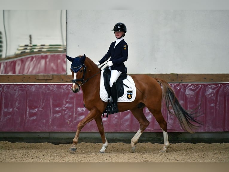 Deutsches Reitpony Wallach 12 Jahre 146 cm Fuchs in Vierkirchen