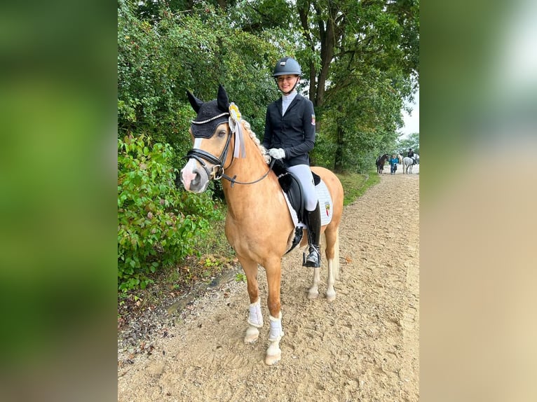 Deutsches Reitpony Wallach 12 Jahre 146 cm Palomino in Memmingen