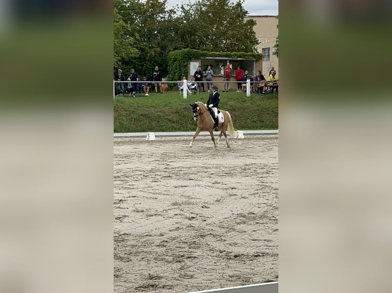 Deutsches Reitpony Wallach 12 Jahre 146 cm Palomino in Memmingen