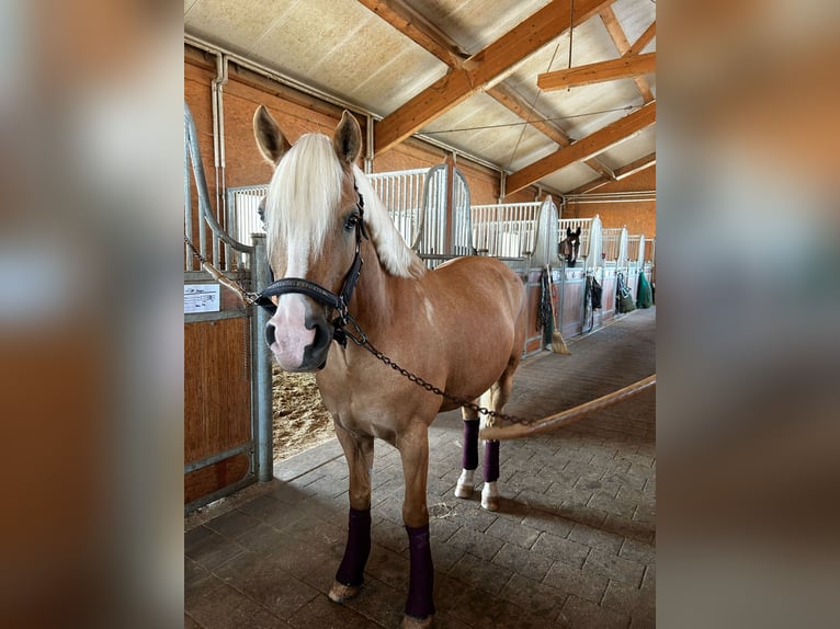 Deutsches Reitpony Wallach 12 Jahre 146 cm Palomino in Memmingen