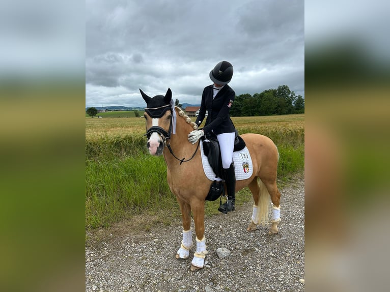 Deutsches Reitpony Wallach 12 Jahre 146 cm Palomino in Memmingen