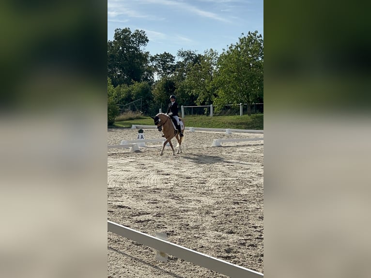 Deutsches Reitpony Wallach 12 Jahre 146 cm Palomino in Memmingen