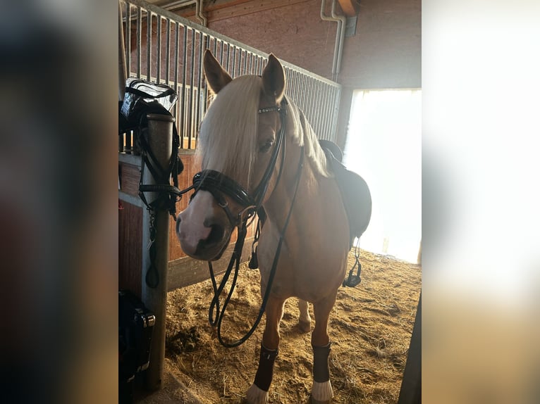 Deutsches Reitpony Wallach 12 Jahre 146 cm Palomino in Memmingen