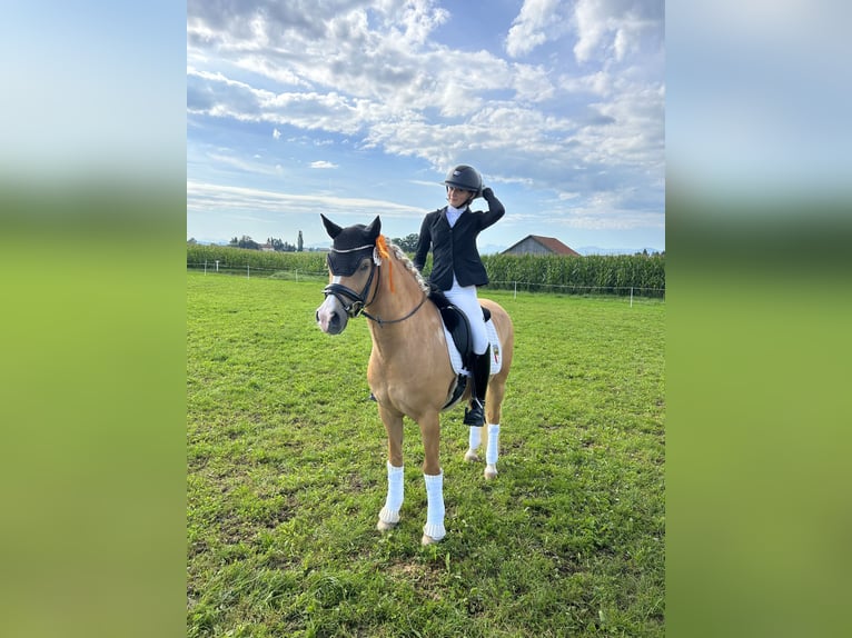 Deutsches Reitpony Wallach 12 Jahre 146 cm Palomino in Memmingen