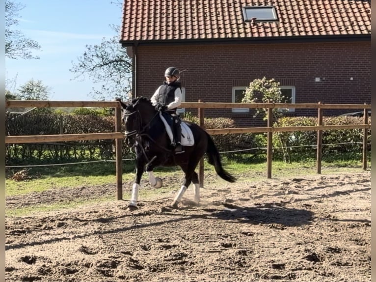 Deutsches Reitpony Wallach 12 Jahre 146 cm Rappe in Alfstedt