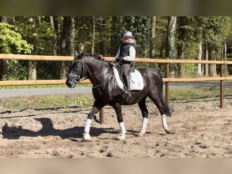 Deutsches Reitpony Wallach 12 Jahre 146 cm Rappe in Alfstedt