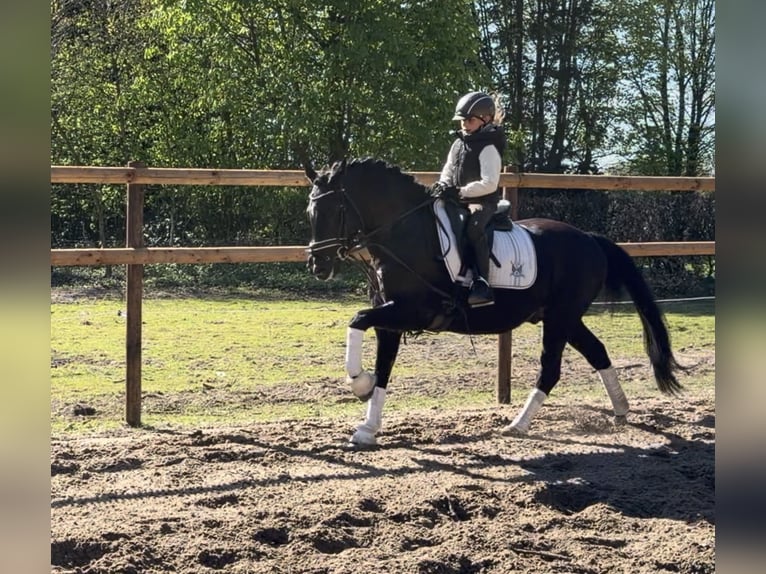 Deutsches Reitpony Wallach 12 Jahre 146 cm Rappe in Alfstedt