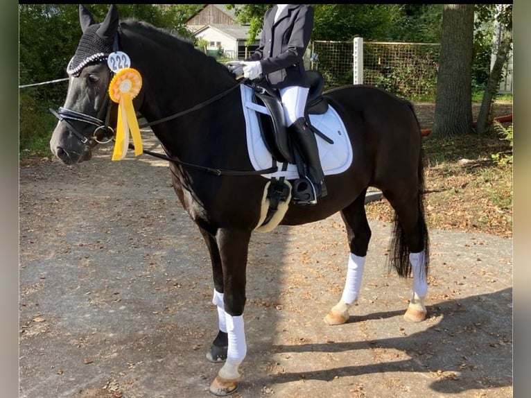 Deutsches Reitpony Wallach 12 Jahre 146 cm Rappe in Ubstadt-Weiher