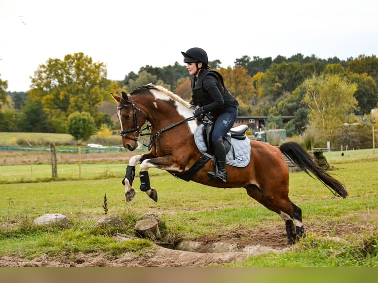 Deutsches Reitpony Wallach 12 Jahre 146 cm Schecke in Rosengarten