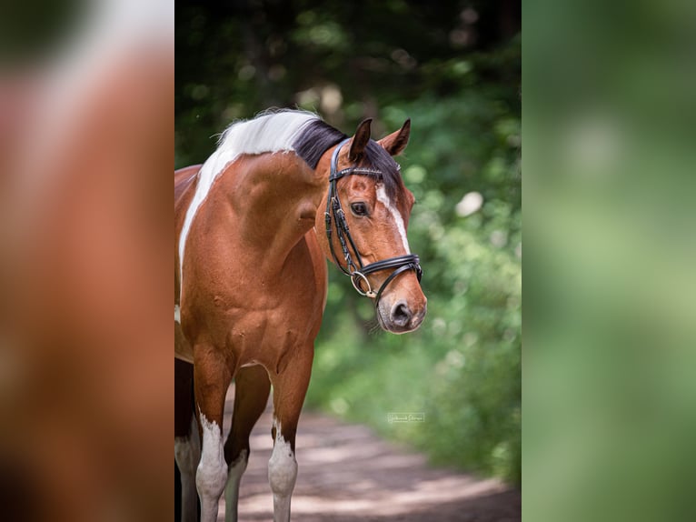 Deutsches Reitpony Wallach 12 Jahre 146 cm Schecke in Rosengarten