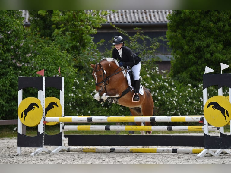 Deutsches Reitpony Wallach 12 Jahre 146 cm Schecke in Rosengarten