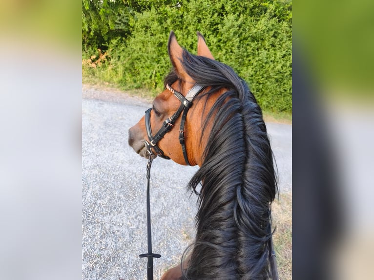 Deutsches Reitpony Wallach 12 Jahre 147 cm Brauner in Aschaffenburg