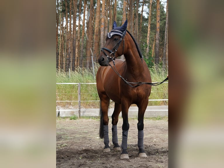 Deutsches Reitpony Wallach 12 Jahre 147 cm Brauner in Doberlug Kirchhain