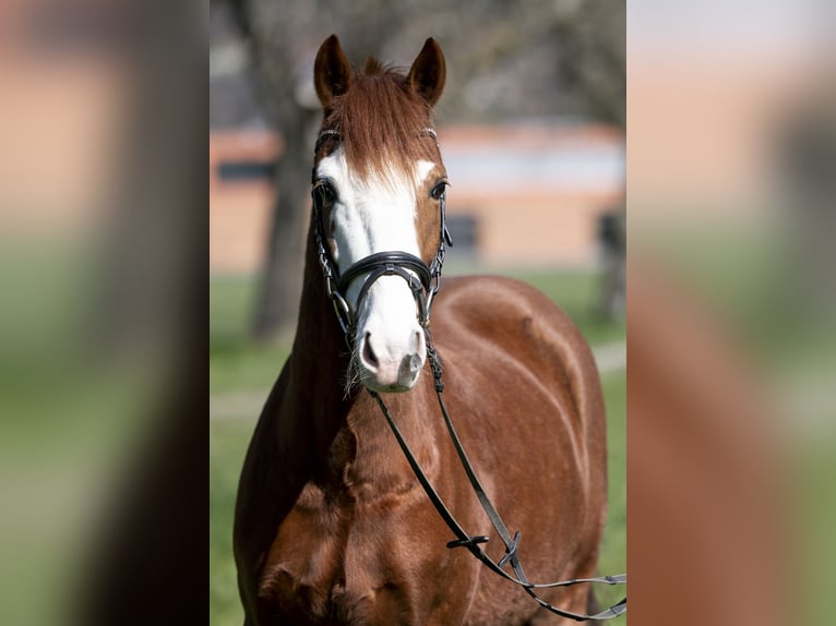 Deutsches Reitpony Wallach 12 Jahre 147 cm Fuchs in Interlaken