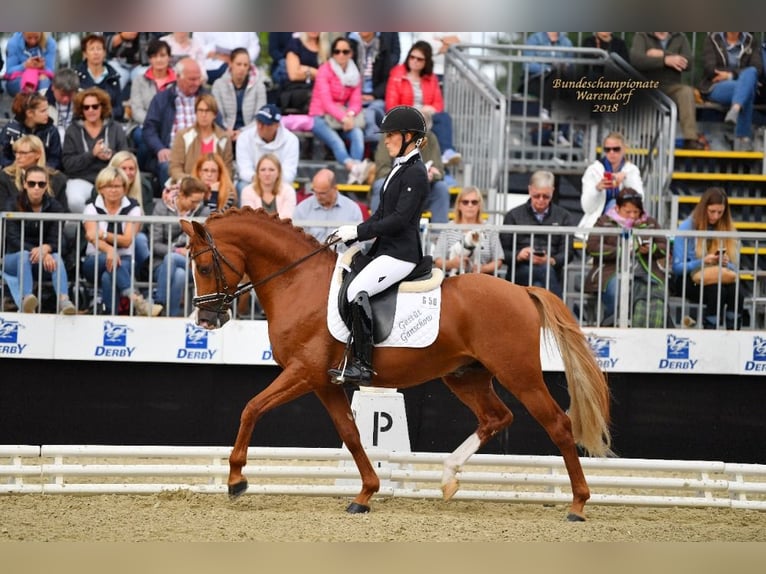 Deutsches Reitpony Wallach 12 Jahre 147 cm Fuchs in Ganschow