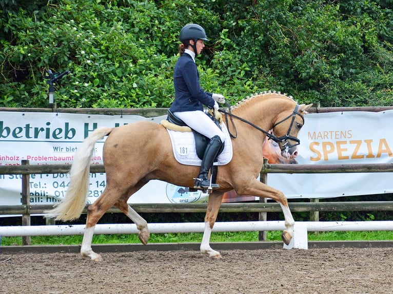 Deutsches Reitpony Wallach 12 Jahre 147 cm Palomino in Skårup