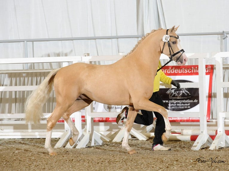 Deutsches Reitpony Wallach 12 Jahre 147 cm Palomino in Skårup