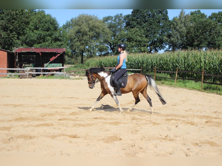 Deutsches Reitpony Wallach 12 Jahre 147 Cm Schecke In Beverstedt