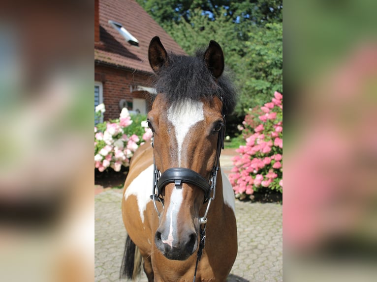 Deutsches Reitpony Wallach 12 Jahre 147 Cm Schecke In Beverstedt