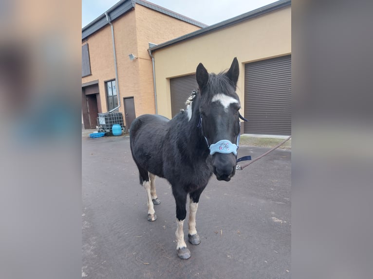 Deutsches Reitpony Mix Wallach 12 Jahre 147 cm Schecke in Hohenerxleben