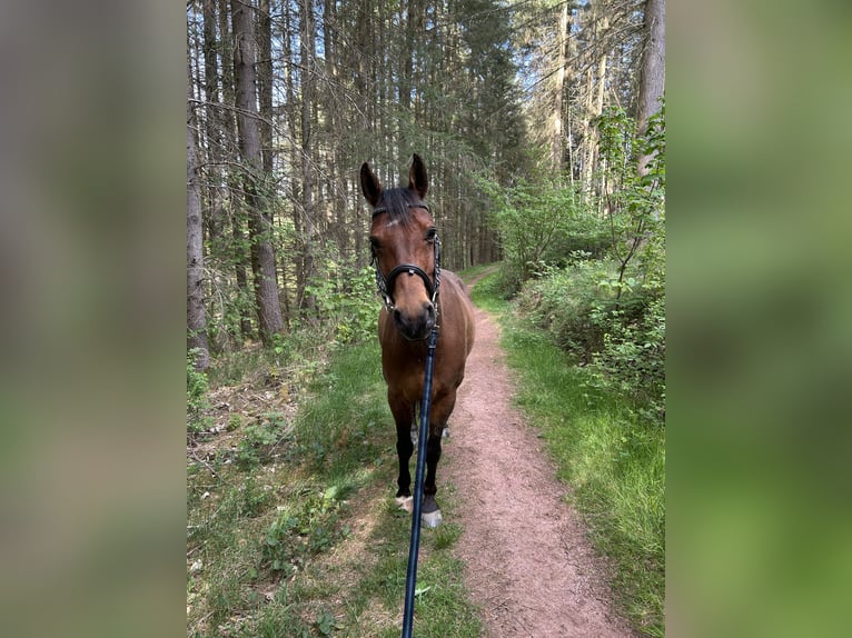 Deutsches Reitpony Wallach 12 Jahre 148 cm Brauner in Dillenburg