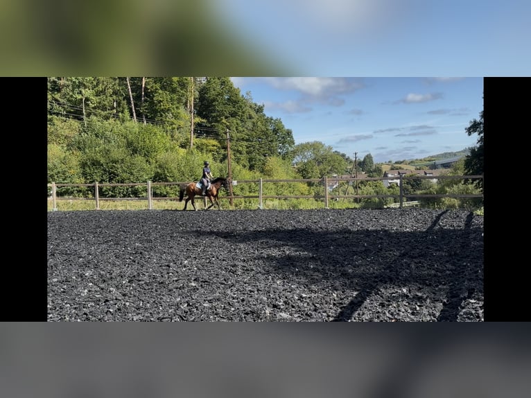 Deutsches Reitpony Wallach 12 Jahre 148 cm Brauner in Dillenburg