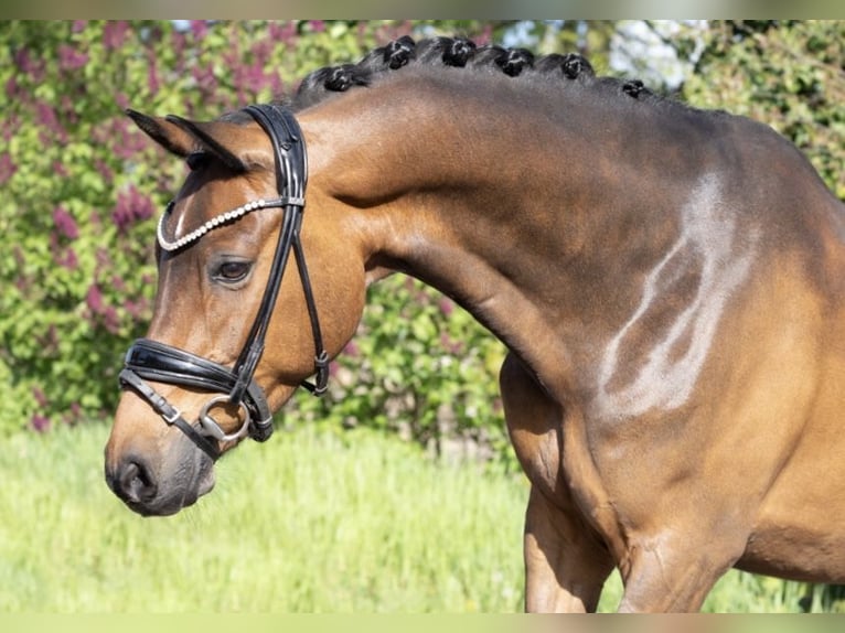 Deutsches Reitpony Wallach 12 Jahre 148 cm Brauner in Recke, bei Osnabrück