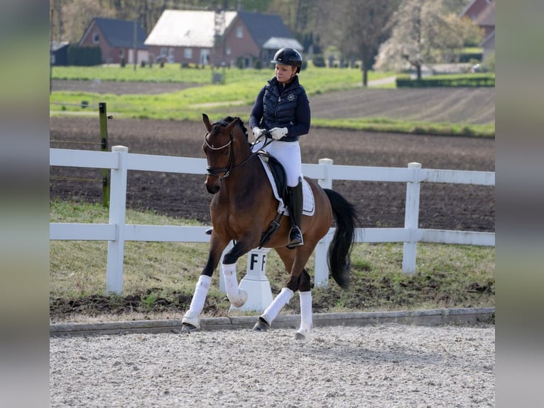 Deutsches Reitpony Wallach 12 Jahre 148 cm Brauner in Recke, bei Osnabrück