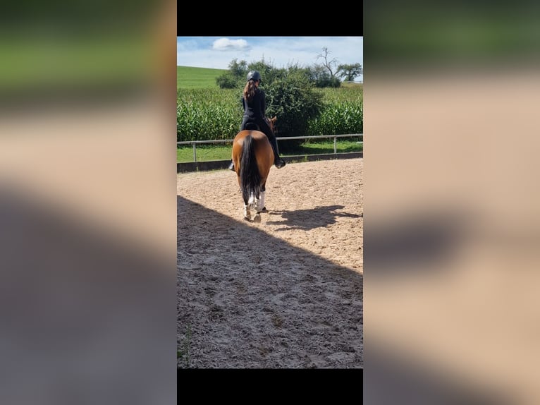 Deutsches Reitpony Wallach 12 Jahre 148 cm Brauner in Karlsruhe