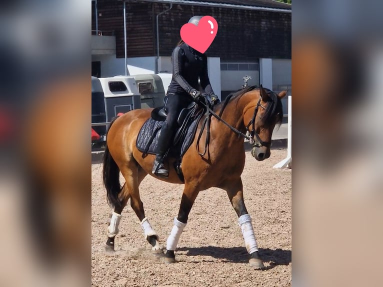 Deutsches Reitpony Wallach 12 Jahre 148 cm Brauner in Karlsruhe