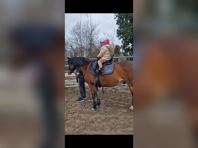 Deutsches Reitpony Wallach 12 Jahre 148 cm Brauner in Karlsruhe