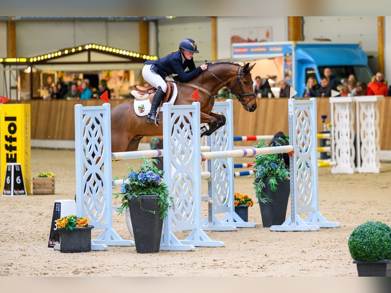 Deutsches Reitpony Wallach 12 Jahre 148 cm Brauner in Blankenheim