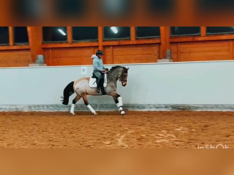 Deutsches Reitpony Wallach 12 Jahre 148 cm Buckskin in Buchholz in der Nordheide