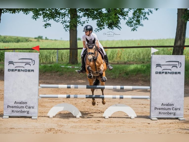 Deutsches Reitpony Wallach 12 Jahre 148 cm Falbe in Nieder-Olm