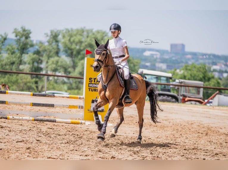 Deutsches Reitpony Wallach 12 Jahre 148 cm Falbe in Nieder-Olm