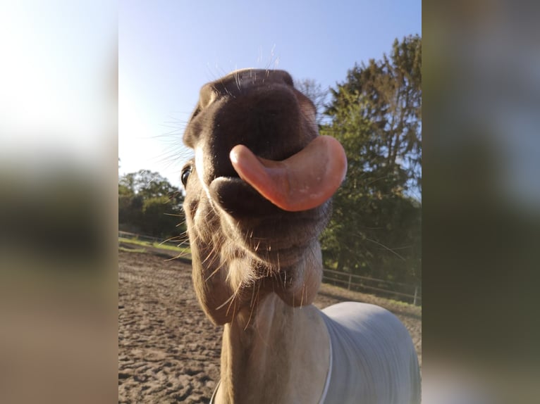 Deutsches Reitpony Wallach 12 Jahre 148 cm Falbe in Wathlingen