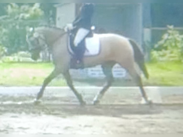 Deutsches Reitpony Wallach 12 Jahre 148 cm Falbe in Wathlingen