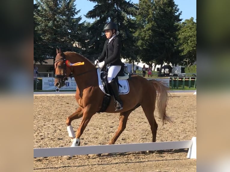 Deutsches Reitpony Wallach 12 Jahre 148 cm Fuchs in Bad Nauheim