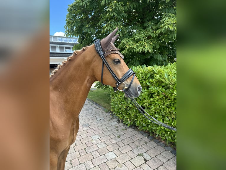 Deutsches Reitpony Wallach 12 Jahre 148 cm Fuchs in Bad Nauheim