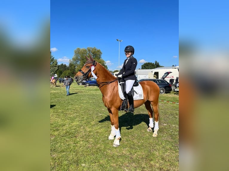 Deutsches Reitpony Wallach 12 Jahre 148 cm Fuchs in Bad Nauheim