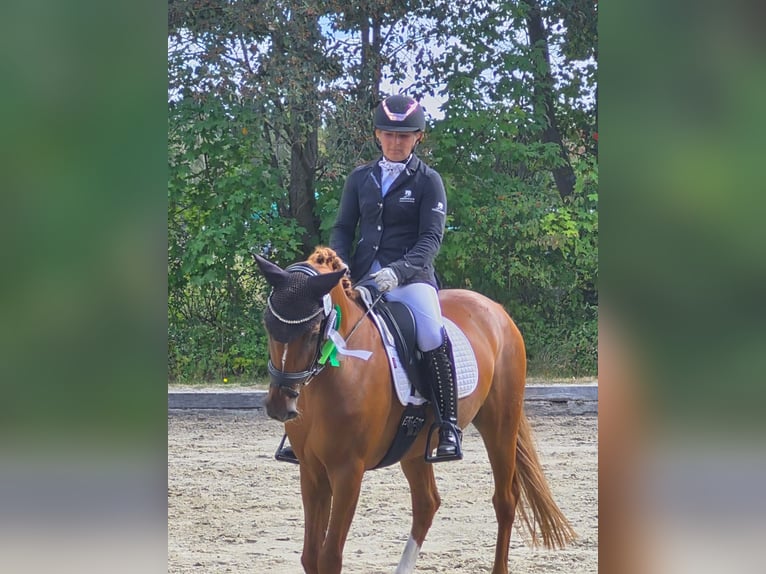 Deutsches Reitpony Wallach 12 Jahre 148 cm Fuchs in Groß Twülpstedt