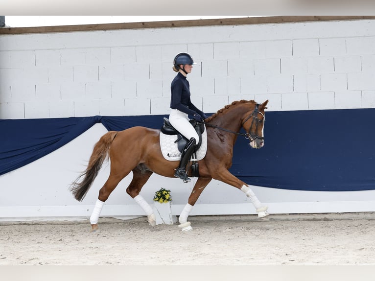 Deutsches Reitpony Wallach 12 Jahre 148 cm Fuchs in Marsberg